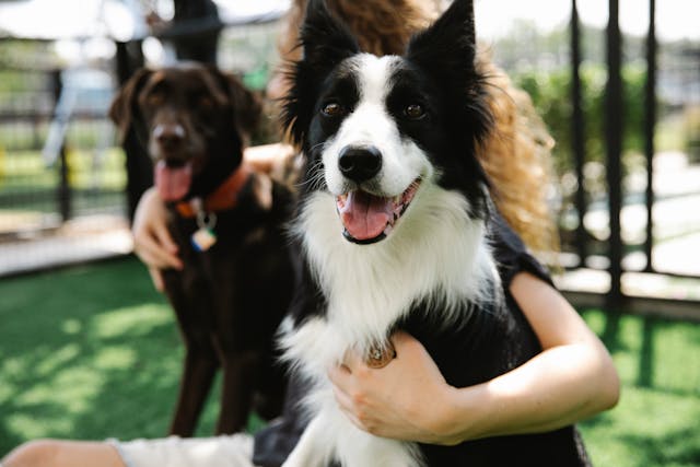 Home Services Marketing Is Quietly Reshaping How Pet Daycare and Care Businesses Win in Local Markets