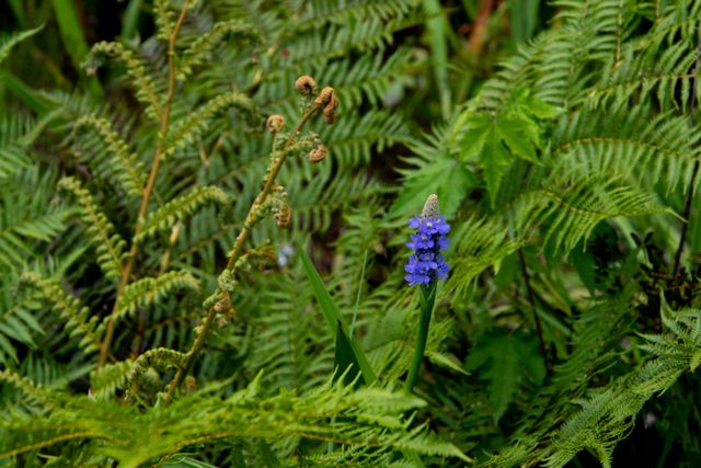 Growing a Wetlands and Native Plant Business Through Home Services Marketing